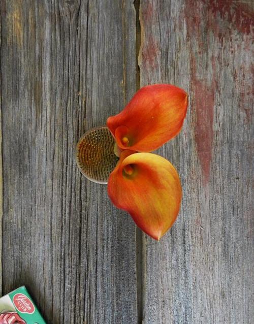 Orange Mini Calla